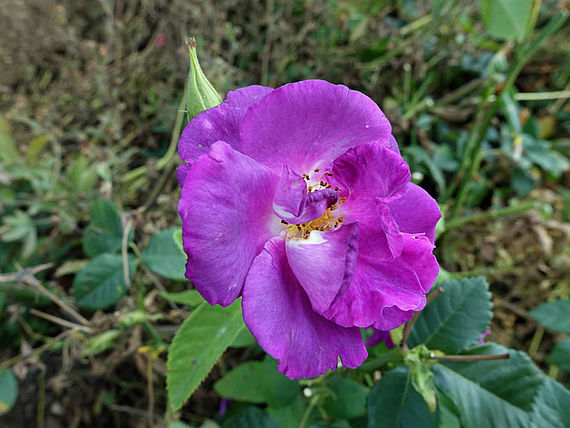 Strauchrose 'Rhapsody in Blue'(6)