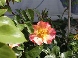 Strauchrose 'Pretty Sunrise' ® ADR 2007 (7)