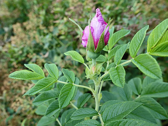 'Pierette', eine duftende Heckenrose, Kartoffelrose.Die Sorten der Kartoffelrosen (Rosa rugosa) wurden gezüchtet, um besonders hohe Erträge an Hagebutten (vitaminreiches Wildobst) zu erbringen. Aus diesem Grund werden sie auch als Vitaminrosen bezeichnet.