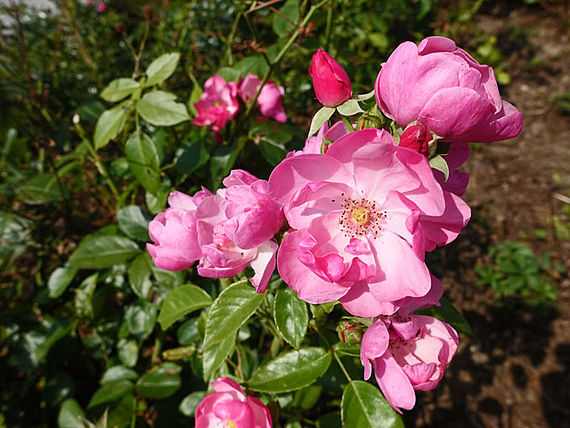 Strauchrose 'Angela' ®