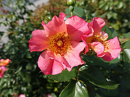 Strauchrose Herzogin Frederike