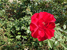 Strauchrose 'Roter Korsar' (9)