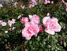 Bodendecker Rose 'Schöne Dortmunder' ® ADR-Rose (27)